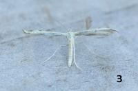 Adaina microdactyla/Hellinsia  carphodactyla