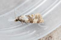 Phalonidia manniana