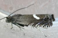 Grapholita