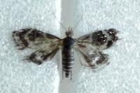 Tebenna micalis