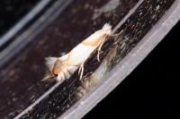 Phyllonorycter roboris