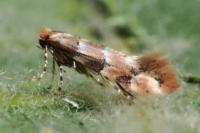 Phyllonorycter trifasciella