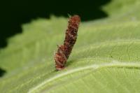 Coleophora badiipennella