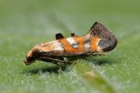 Epermenia pontificella