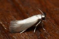 Heliozela lithargyrellum