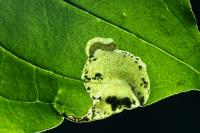 Antispila metallella