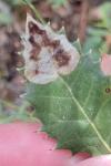 Phyllonorycter belotella