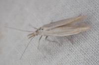 Megacraspedus gallicus