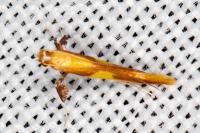 Caloptilia alchimiella