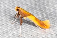 Caloptilia alchimiella