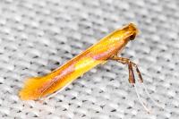 Caloptilia alchimiella