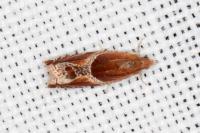 Ancylis obtusana