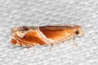 Ancylis obtusana