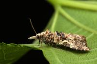 Phtheochroa rugosana