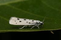 Ethmia dodecea