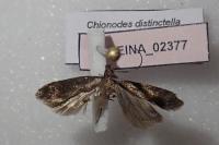Chionodes distinctella