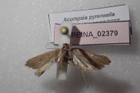 Acompsia pyrenaella