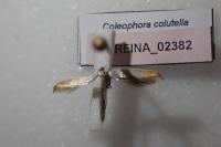 Coleophora colutella