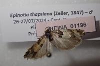 Epinotia thapsiana