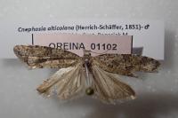 Cnephasia alticolana