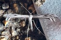 Calyciphora adamas
