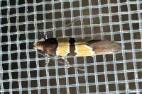 Goidanichiana jourdheuillella
