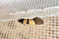 Goidanichiana jourdheuillella