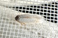 Opostega salaciella