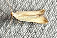 Mesophleps silacella