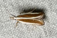 Dichomeris marginella