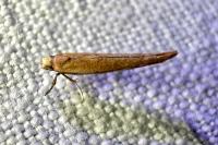 Zelleria hepariella