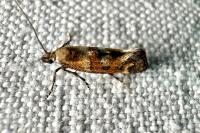 Epermenia pontificella