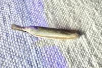 Pleurota pungitiella