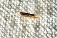 Phyllonorycter