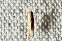 Phyllonorycter
