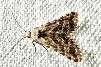 Alucita grammodactyla