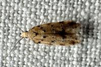 Pseudotelphusa occidentella