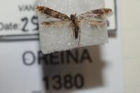 Stenoptinea cyaneimarmorella