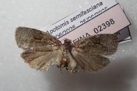 Apotomis semifasciana