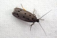 Ethmia flavianella