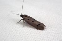 Ethmia flavianella