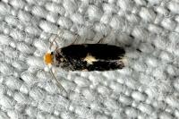 Ectoedemia