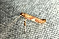 Caloptilia stigmatella