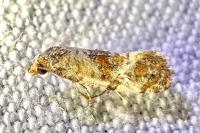 Neocochylis molliculana