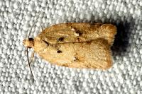 Acleris ferrugana/notana