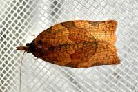 Pandemis heparana