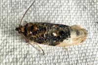 Hedya nubiferana