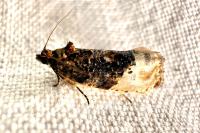 Hedya nubiferana