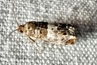 Notocelia trimaculana