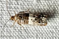 Notocelia trimaculana